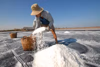 Về miền Tây xem muối mặn mồ hôi rơi ảnh 7