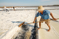 Về miền Tây xem muối mặn mồ hôi rơi ảnh 3