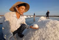 Về miền Tây xem muối mặn mồ hôi rơi ảnh 11