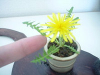 Bonsai siêu tí hon ảnh 6 Bonsai siêu tí hon ảnh 6