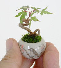 Bonsai siêu tí hon ảnh 8 Bonsai siêu tí hon ảnh 8