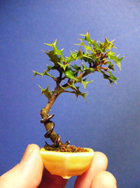 Bonsai siêu tí hon ảnh 11 Bonsai siêu tí hon ảnh 11