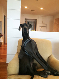 Gap go 24 chu cho khong lo sieu dang yeu