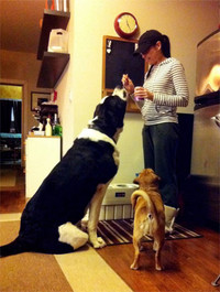 Gap go 24 chu cho khong lo sieu dang yeu