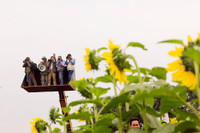 Hướng dương khoe sắc ảnh 13