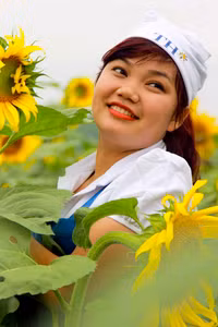 Hướng dương khoe sắc ảnh 11