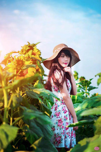 Hướng dương khoe sắc ảnh 4