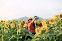 Hướng dương khoe sắc ảnh 5