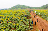 Hướng dương khoe sắc ảnh 14