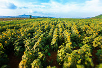 Hướng dương khoe sắc ảnh 2