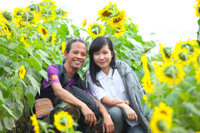 Hướng dương khoe sắc ảnh 10