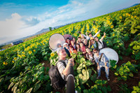 Hướng dương khoe sắc ảnh 15