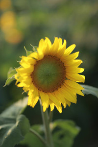 Hướng dương khoe sắc ảnh 8