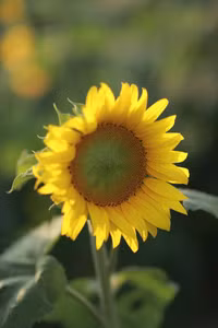 Hướng dương khoe sắc ảnh 8