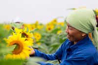 Hướng dương khoe sắc ảnh 12