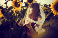 Hướng dương khoe sắc ảnh 6