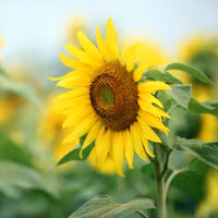 Hướng dương khoe sắc ảnh 7