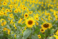 Hướng dương khoe sắc ảnh 1