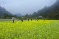 Cánh đồng hoa cải thơ mộng thu hút những bước chân du Xuân.