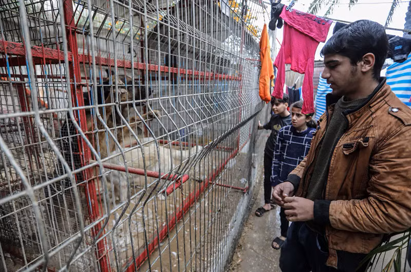 Hình ảnh con người và động vật đói khát tại vườn thú ở Gaza 