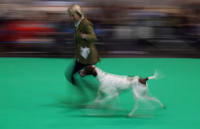 Chùm ảnh những chú chó từ khắp nơi trên thế giới tranh tài tại Anh