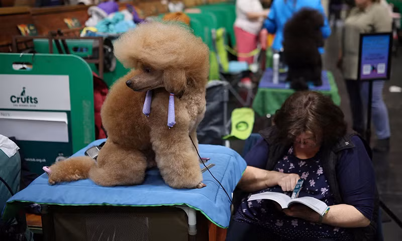 Chùm ảnh những chú chó từ khắp nơi trên thế giới tranh tài tại Anh