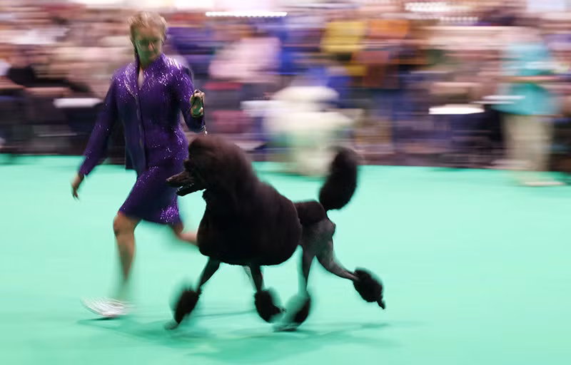 Chùm ảnh những chú chó từ khắp nơi trên thế giới tranh tài tại Anh