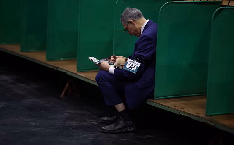 Chùm ảnh những chú chó từ khắp nơi trên thế giới tranh tài tại Anh