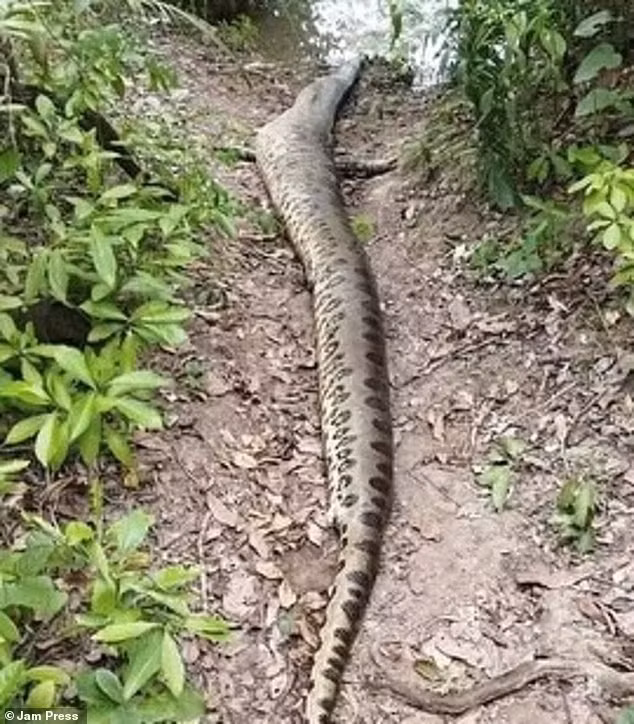 Điều này cũng được xác nhận bởi một chuyên gia và nhà nghiên cứu về Anaconda tại Đại học São Paulo, Juliana Terra, người đã gọi Ana Julia là “biểu tượng của vùng Bonito”. Hình ảnh con trăn lớn nhất thế giới bị bắn chết sau 1 tháng được phát hiện