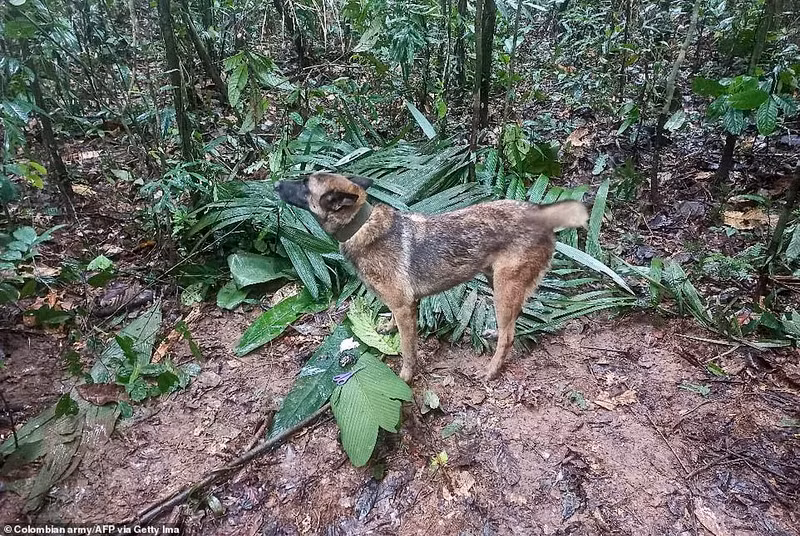 Chú chó cứu hộ Wilson được cho là đã mất tích vài ngày trước khi hai anh em được tìm thấy sau khi nó chạy trốn khỏi những người quản lý của mình, cho đến khi các đội cứu hộ tìm thấy dấu chân của nó gần dấu chân của những đứa trẻ. Hình ảnh mới 4 đứa trẻ sống sót thần kỳ 40 ngày khi rơi máy bay