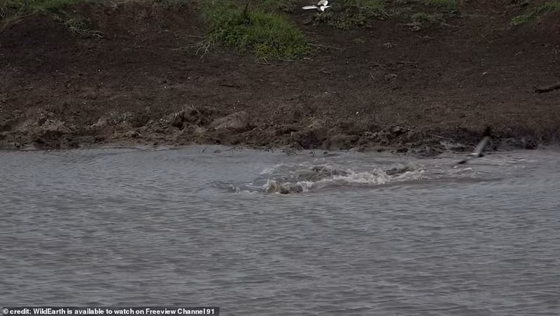 Chùm ảnh báo đốm mất mạng trước đòn bất ngờ của cá sấu sát thủ