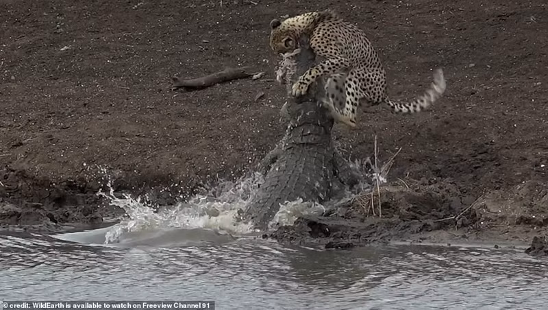 Chùm ảnh báo đốm mất mạng trước đòn bất ngờ của cá sấu sát thủ