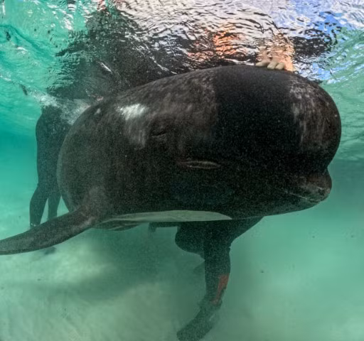 Chùm ảnh bí ẩn gần 100 cá voi chết trên bãi biển 