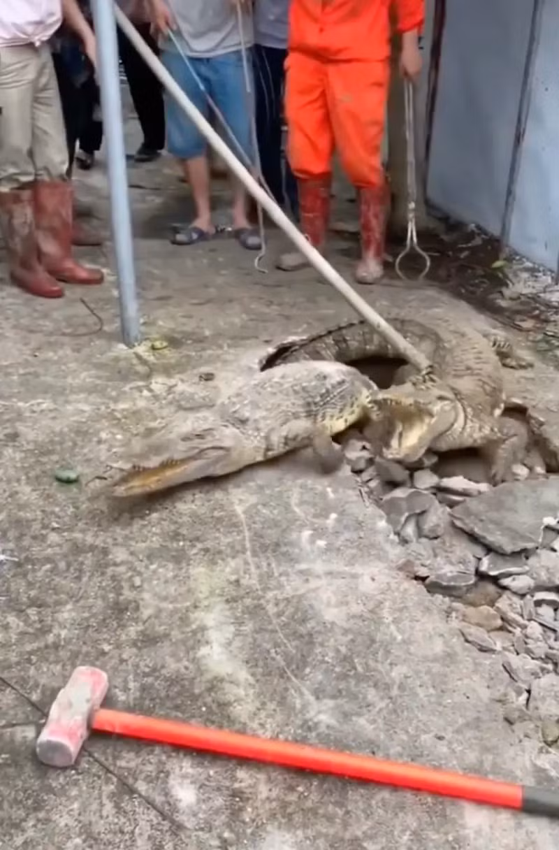 Chùm ảnh bất ngờ phát hiện cá sấu sống dưới vỉa hè 
