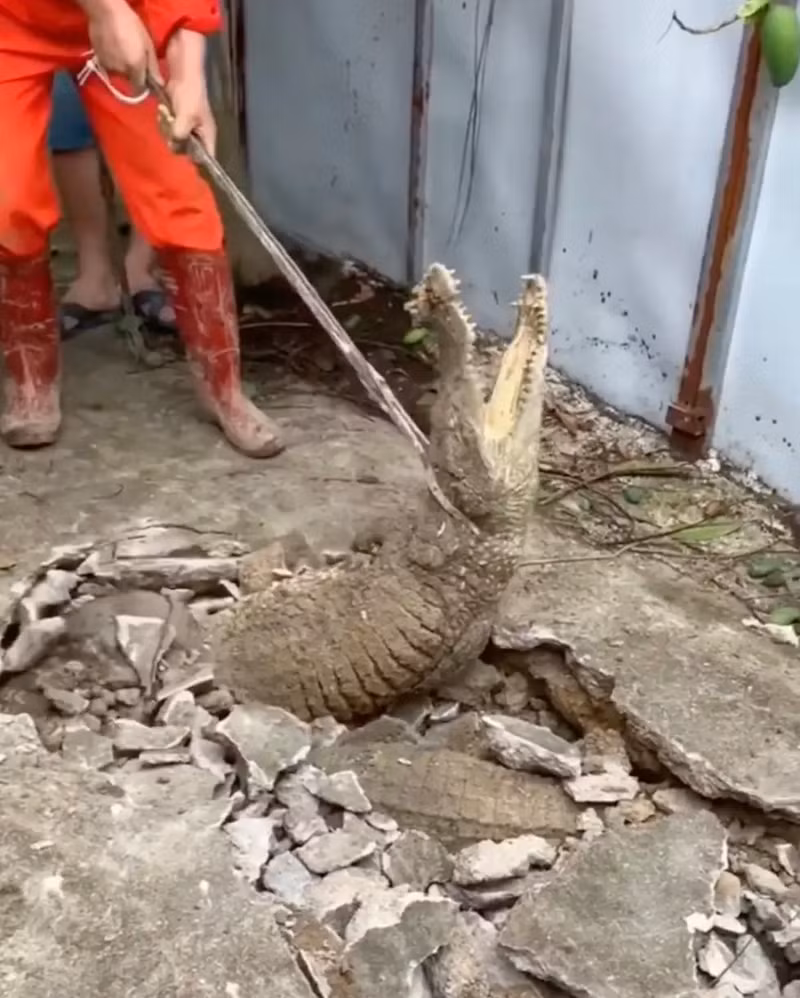 Chùm ảnh bất ngờ phát hiện cá sấu sống dưới vỉa hè 