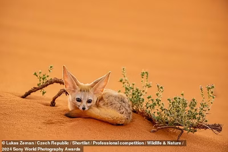 Bức ảnh chụp một con cáo fennec ở sa mạc Sahara Bắc Phi. Những động vật có vú nhỏ này đã thích nghi để sống với rất ít nước. Loạt tác phẩm đoạt giải thưởng ảnh thế giới 2024 của Sony