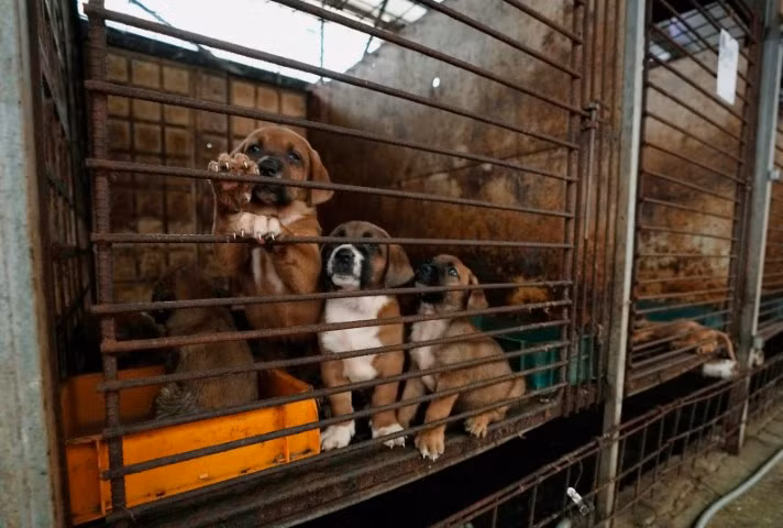 Chùm ảnh nỗ lực cấm thịt chó ở Hàn Quốc 