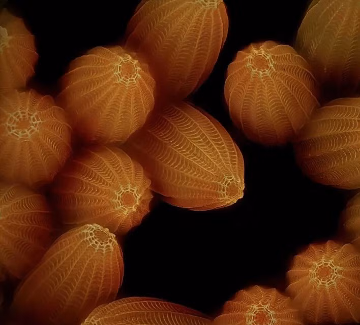 Tác phẩm về Trứng bướm bắp cải của John-Oliver Dum, từ Đức. Loạt tác phẩm ấn tượng trong cuộc thi chụp ảnh qua kính hiển vi