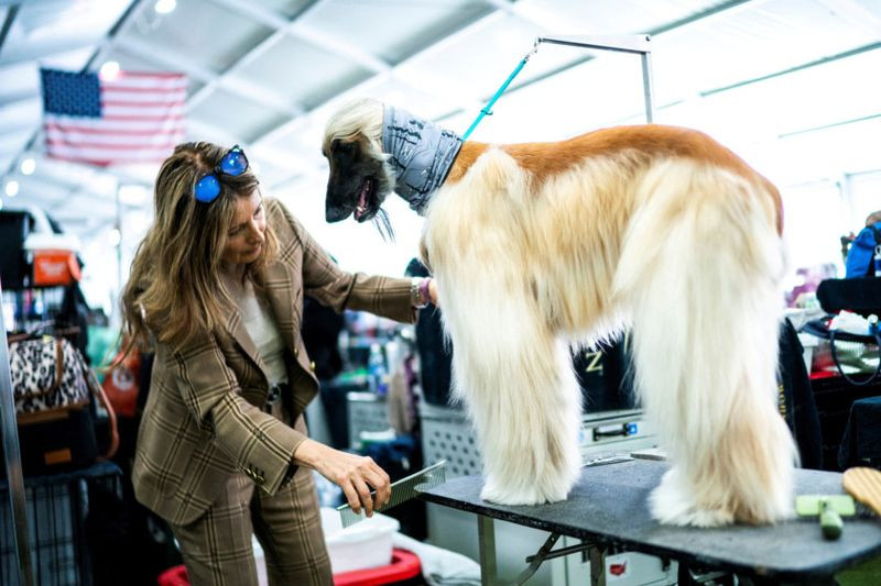 Những hình ảnh ấn tượng từ cuộc thi chó Westminster Kennel Club Dog Show 2024 