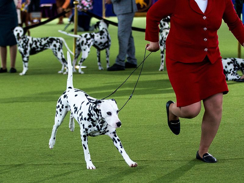 Những hình ảnh ấn tượng từ cuộc thi chó Westminster Kennel Club Dog Show 2024 