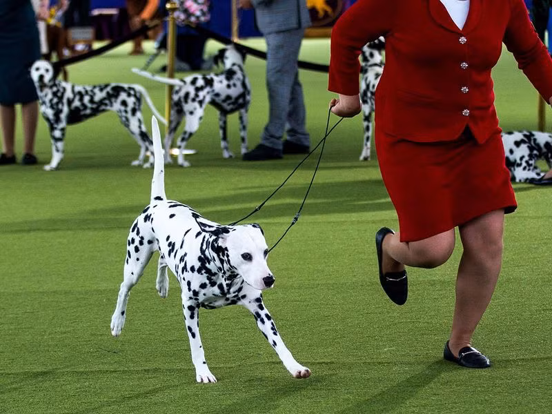 Những hình ảnh ấn tượng từ cuộc thi chó Westminster Kennel Club Dog Show 2024 