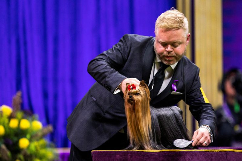 Những hình ảnh ấn tượng từ cuộc thi chó Westminster Kennel Club Dog Show 2024 