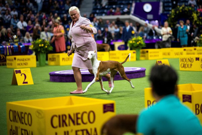Những hình ảnh ấn tượng từ cuộc thi chó Westminster Kennel Club Dog Show 2024 