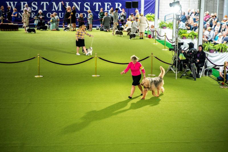 Những hình ảnh ấn tượng từ cuộc thi chó Westminster Kennel Club Dog Show 2024 