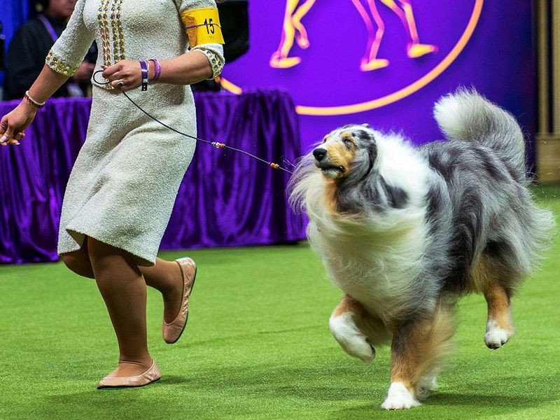 Những hình ảnh ấn tượng từ cuộc thi chó Westminster Kennel Club Dog Show 2024 