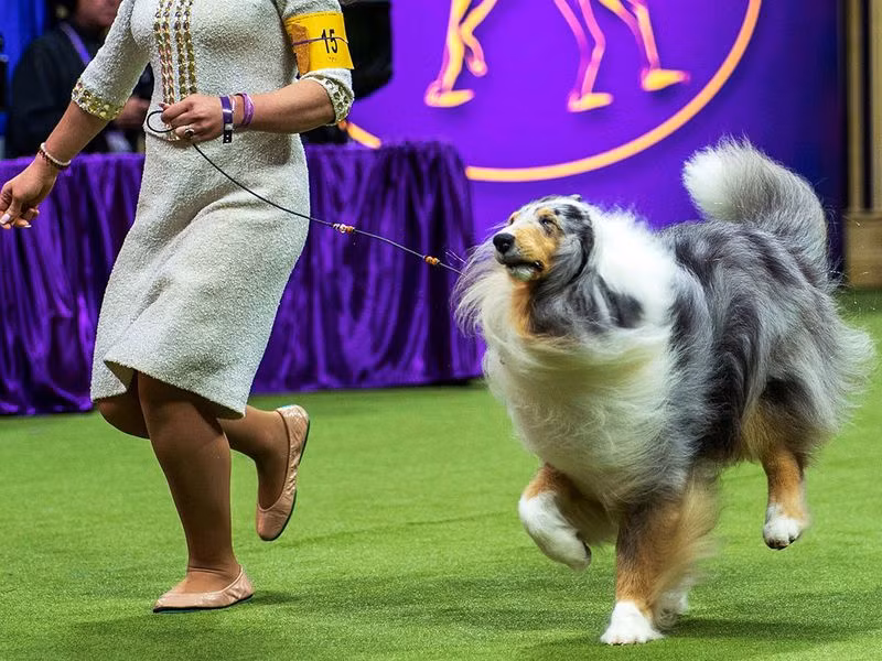 Những hình ảnh ấn tượng từ cuộc thi chó Westminster Kennel Club Dog Show 2024 