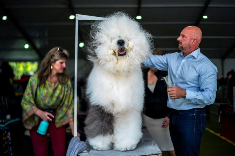 Những hình ảnh ấn tượng từ cuộc thi chó Westminster Kennel Club Dog Show 2024 