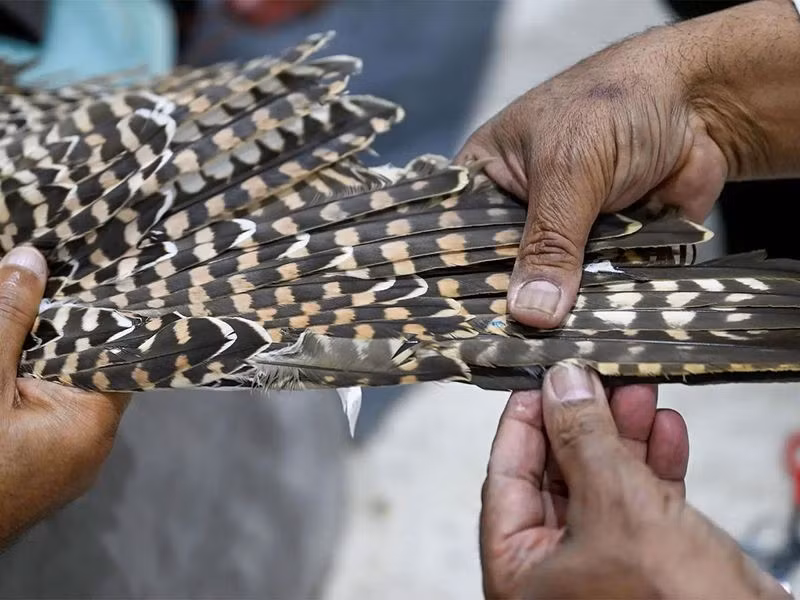 Chùm ảnh: Nghệ thuật sửa lông chim ưng phát triển ở Ả Rập Saudi 