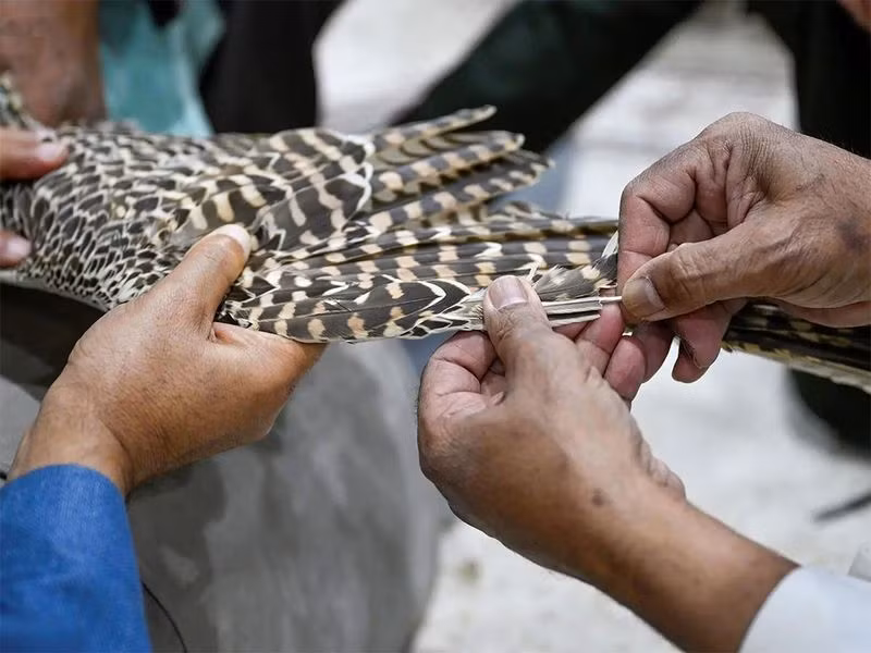 Chùm ảnh: Nghệ thuật sửa lông chim ưng phát triển ở Ả Rập Saudi 