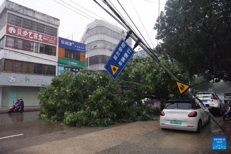 Chùm ảnh bão Talim quật đổ cây, hoành hành ở Trung Quốc 